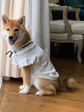 「柴犬」｜Hisayoさん（レディース・160cm）の秋コーディネート