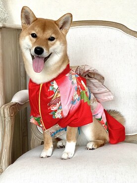 着物犬 の人気ファッションコーディネート Wear
