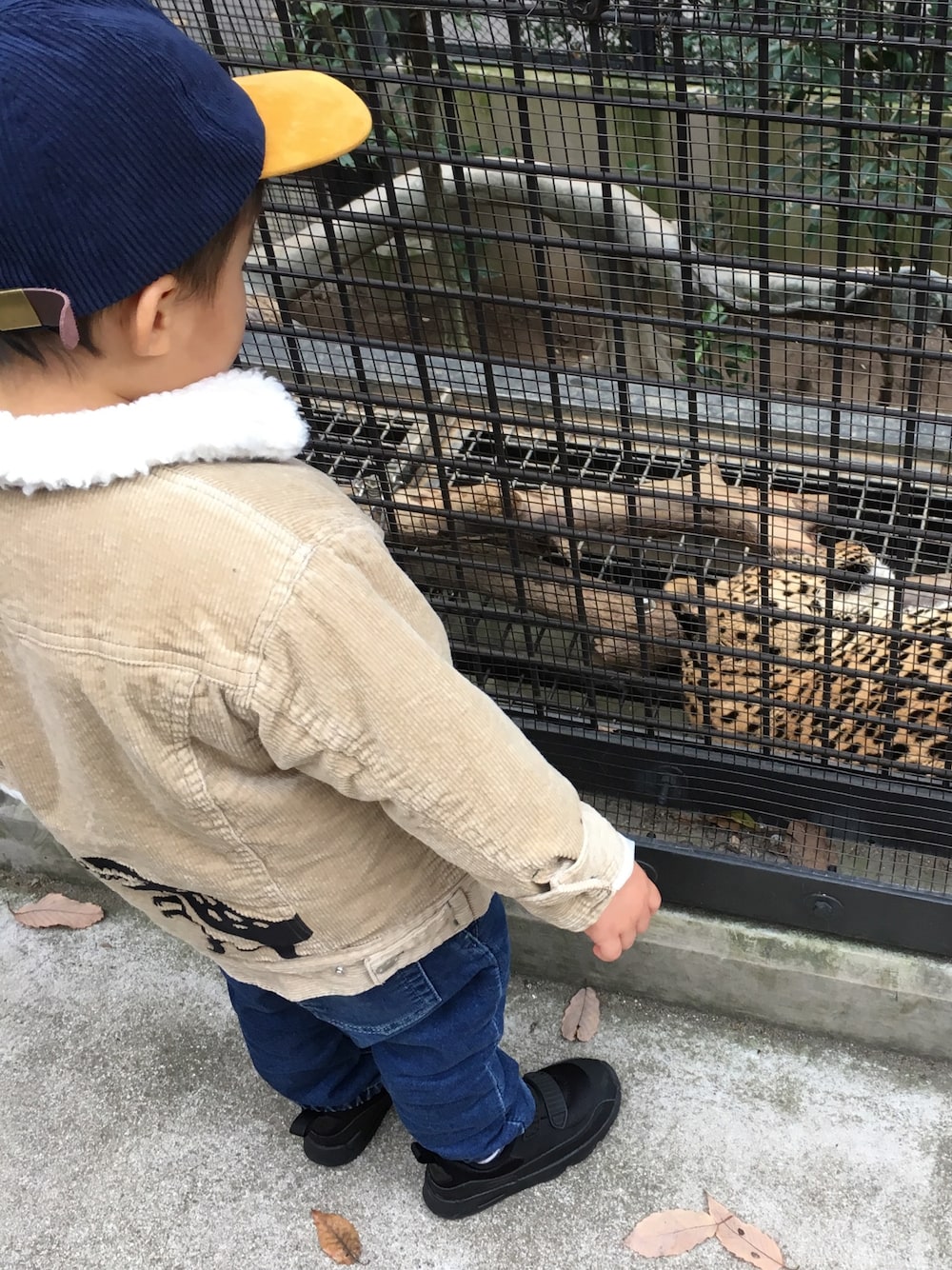 「男の子コーデ、冬コーデ、キッズファッション」｜「petit mainのナンバー入りコーデュロイバイカラーキャップ（キャップ、ブルー系）」を使った、なかちゃんさん（キッズ・100cm）の冬コーディネートの1枚目の写真