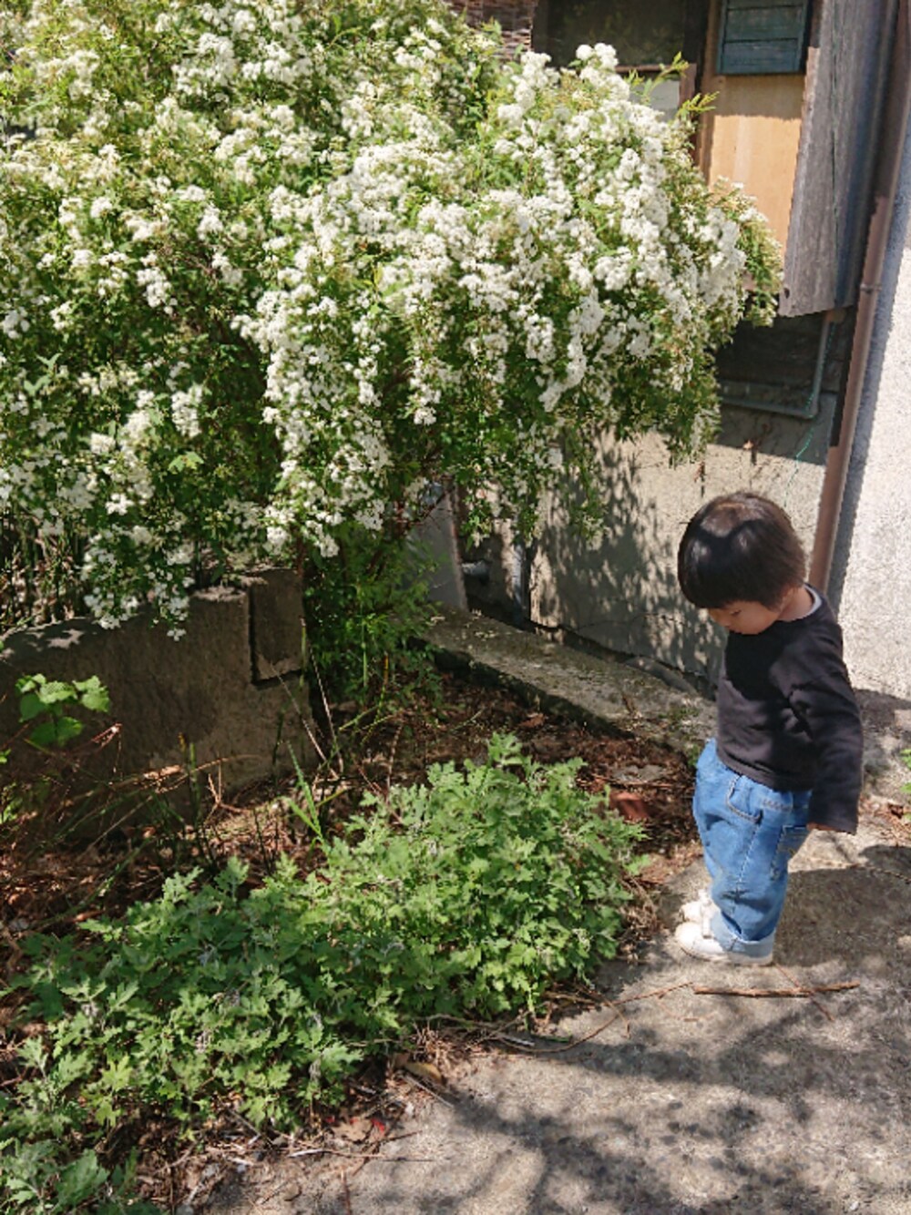 「春コーデ、デニムパンツ、お洒落さんとつながりたい、休日スタイル、2歳、いいね、save、フォローお願いします🤑、韓国子供服」｜「adidas Originalsの【adidas】STAN SMITH CF KIDS（スニーカー、ホワイト系）」を使った、koanoaさん（メンズ・120cm）の春コーディネートの1枚目の写真