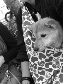 DOG DEPT | スリング
(その他)