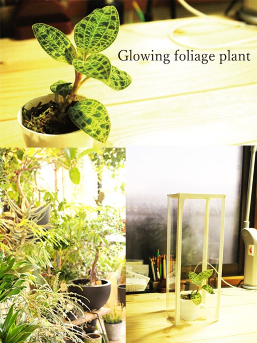 「観葉植物、一眼レフ、カメラ、グリーン、みどり、ライトグリーン、植物」｜「ジュエルオーキッドのアイテム（フラワーベース、グリーン系）」を使った、mina-tさん（メンズ・171cm）の冬コーディネートの1枚目の写真