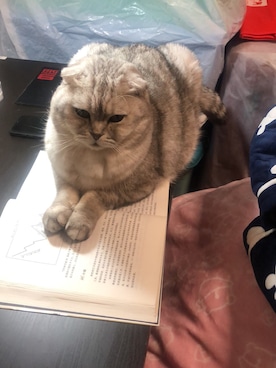 「轩轩桑看书のアイテム（その他、シルバー系）」を使った、幸福的猫奴さん（レディース・158cm）の冬コーディネート