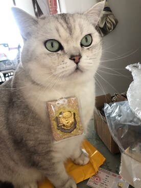 「球球のアイテム（その他、シルバー系）」を使った、幸福的猫奴さん（レディース・158cm）の冬コーディネート