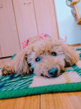 「ARIGATO（アリガトウ）のアイテム」を使った、ずんちゃ🌞さん（レディース・163cm）の夏コーディネート