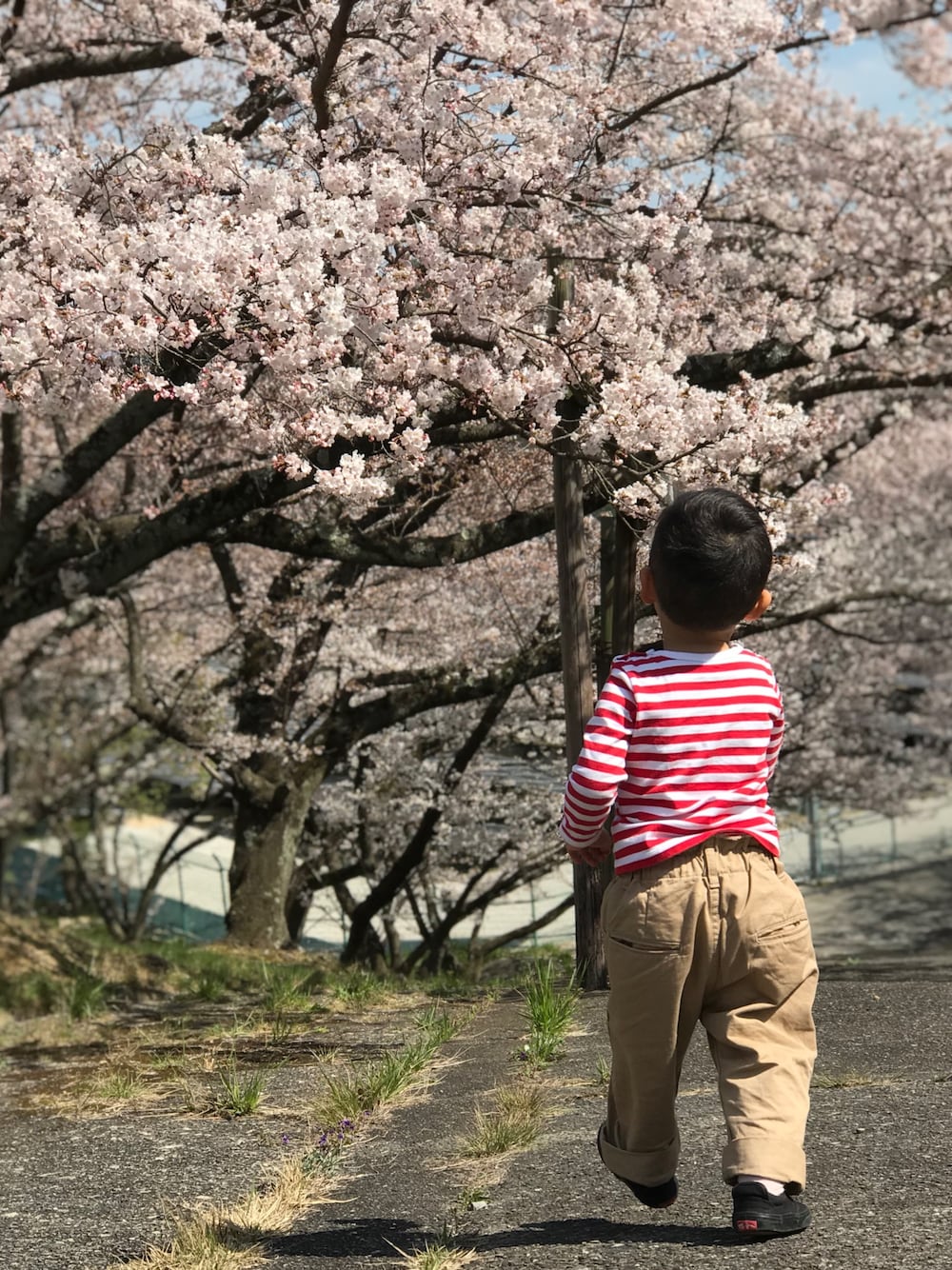 「お花見、マリメッコ、marimekko、VANS」｜「marimekkoのTASARAITA KIDS/ L.PITKAHIHA（Tシャツ/カットソー、レッド系）」を使った、あぢゃさん（キッズ・90cm）の春コーディネートの1枚目の写真