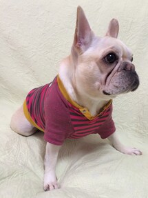 I dog | スウェット