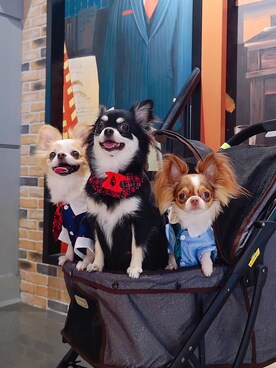 「アイテム（アクセサリー、レッド系）」を使った、🅿🅴🆃🅻🅾🆅🅴🆁 さん（レディース・162cm）の冬コーディネート