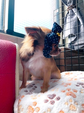 🅿🅴🆃🅻🅾🆅🅴🆁 さんのコーディネート