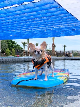 🅿🅴🆃🅻🅾🆅🅴🆁 さんのコーディネート