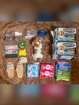 🅿🅴🆃🅻🅾🆅🅴🆁 さんのコーディネート