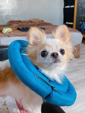 🅿🅴🆃🅻🅾🆅🅴🆁 さんのコーディネート