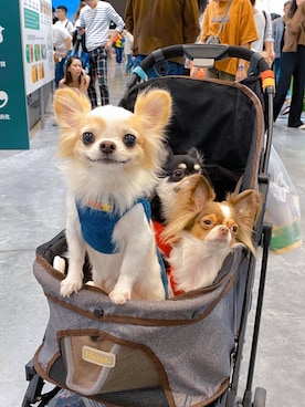 🅿🅴🆃🅻🅾🆅🅴🆁 さんのコーディネート