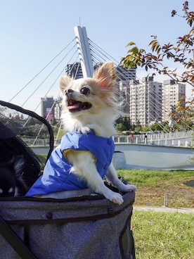 🅿🅴🆃🅻🅾🆅🅴🆁 さんのコーディネート