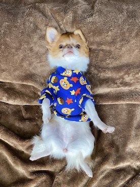 🅿🅴🆃🅻🅾🆅🅴🆁 さんのコーディネート