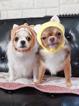 🅿🅴🆃🅻🅾🆅🅴🆁 さんのコーディネート