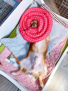 🅿🅴🆃🅻🅾🆅🅴🆁 さんのコーディネート