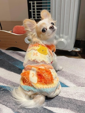 🅿🅴🆃🅻🅾🆅🅴🆁 さんのコーディネート