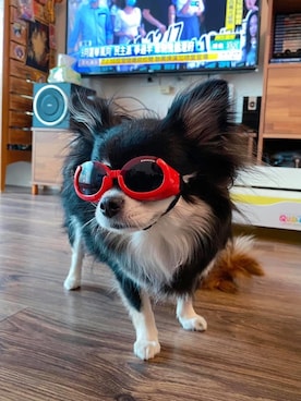 🅿🅴🆃🅻🅾🆅🅴🆁 さんのコーディネート