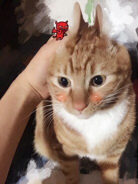 NEKO -ジさんのコーディネート