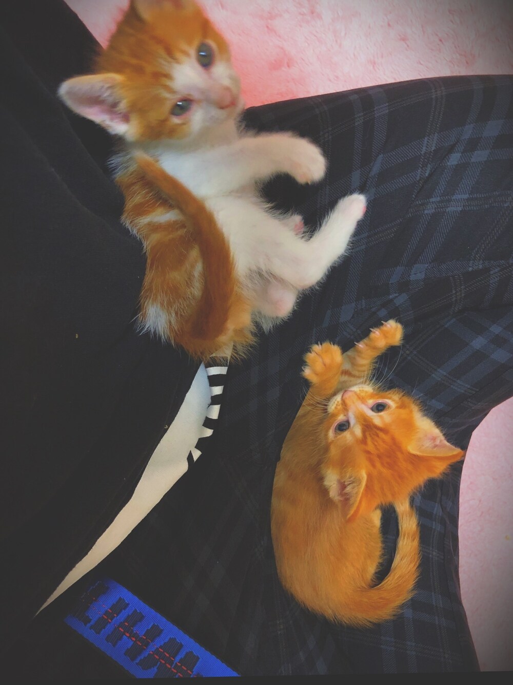 「子猫、猫、プチプラ、韓国ファッション、レディース男子、春コーデ」｜「むぎのアイテム（チャーム、ベージュ系）」を使った、けんたろう@猫好き薬剤師さん（メンズ・169cm）の春コーディネートの1枚目の写真