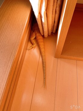 福み🦈🌻さんのコーディネート