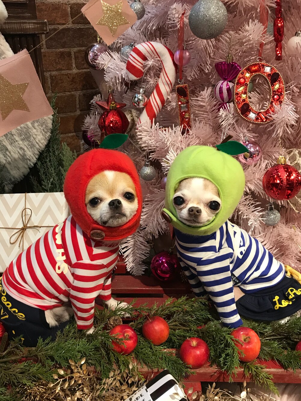 「asknowasdewan、犬服、わんこ、snobbishbabies札幌」｜「as know as de wanのアイテム（その他雑貨、ブルー系）」を使った、chumさん（レディース・50cm）の冬コーディネートの1枚目の写真