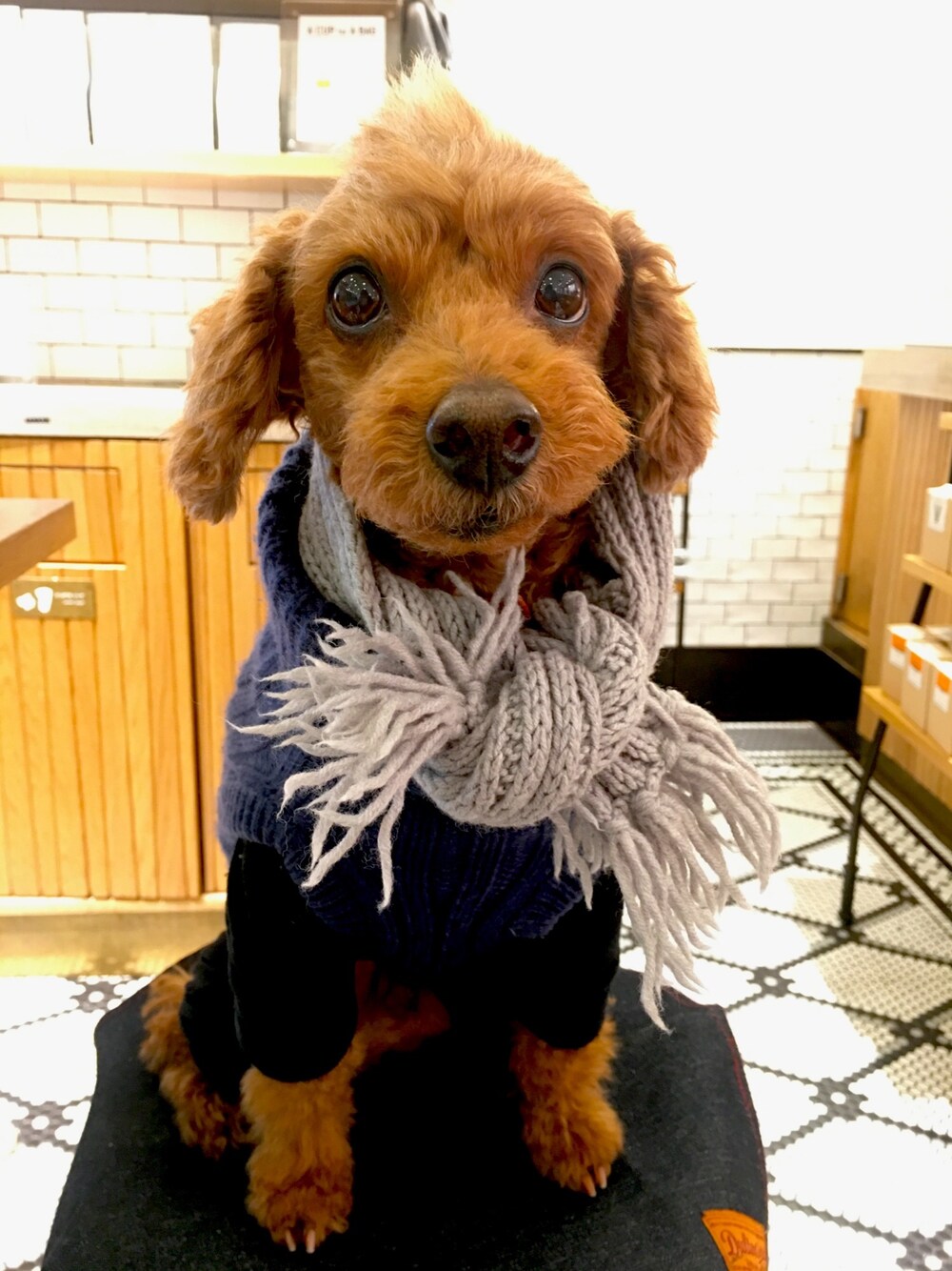 「dog、dogwear」｜「Handmadeのアイテム（マフラー、シルバー系）」を使った、Richard(リチャード・犬)さん（メンズ・50cm）の冬コーディネートの1枚目の写真