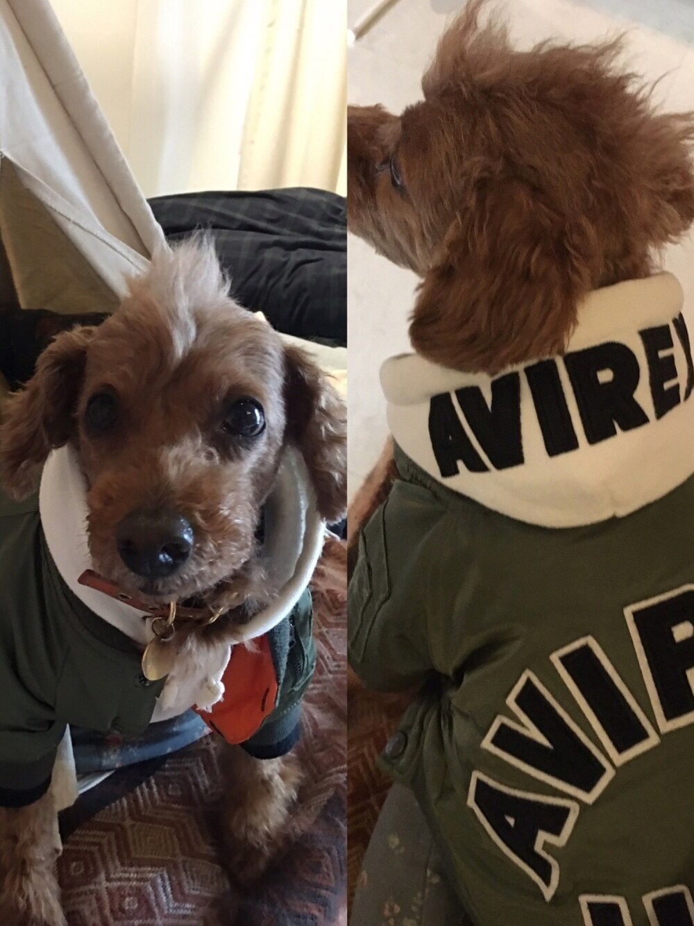 「dog、dogwear、AVIREX、MA-1、MA-1×パーカー、デートスタイル（MEN）」｜「AVIREXのアイテム（パーカー、ホワイト系）」を使った、Richard(リチャード・犬)さん（メンズ・50cm）の春コーディネートの1枚目の写真