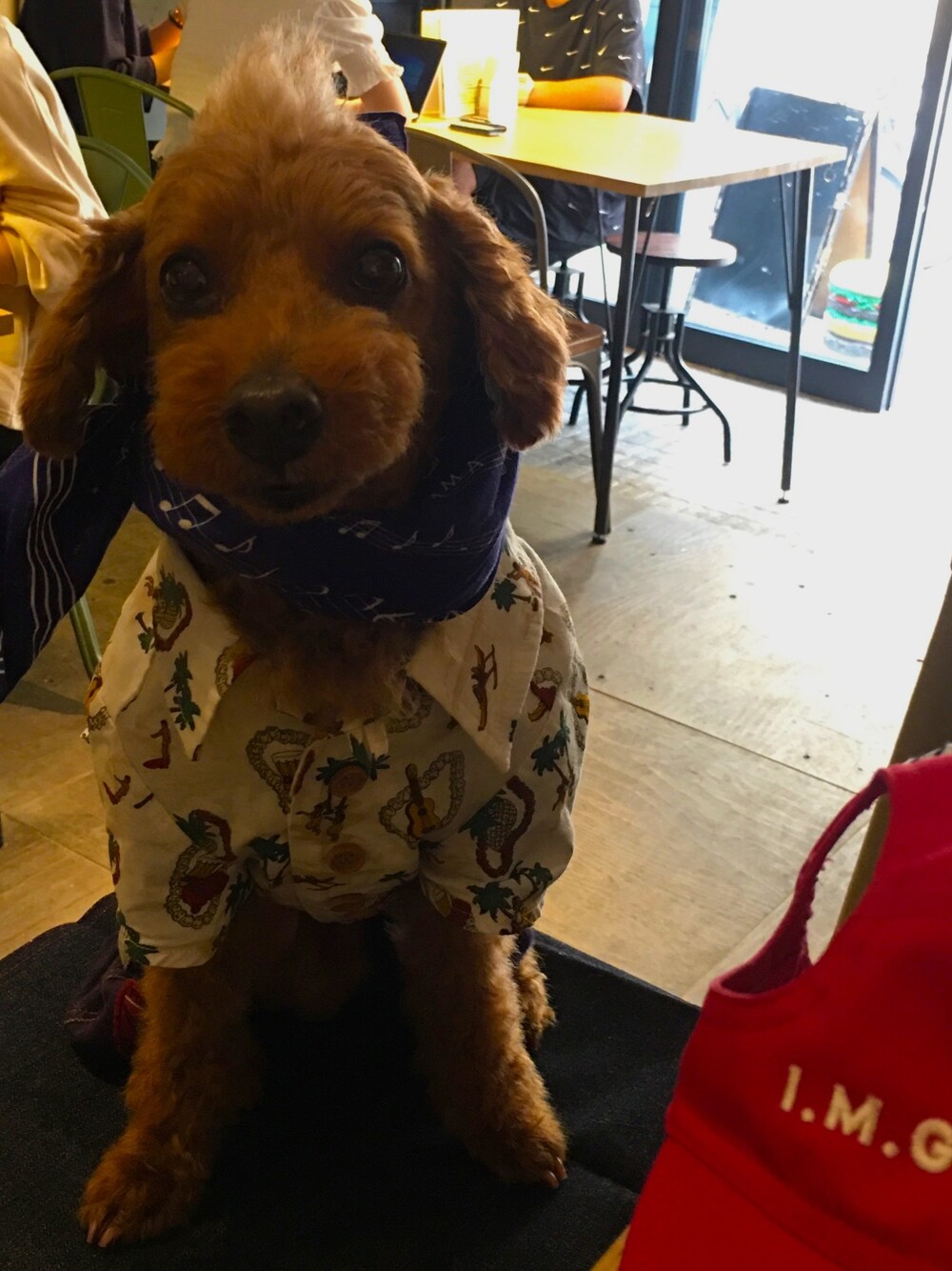 「aloha、dog、dogwear」｜「MANDARINE BROTHERSのアイテム（Tシャツ/カットソー、ホワイト系）」を使った、Richard(リチャード・犬)さん（メンズ・50cm）の夏コーディネートの1枚目の写真