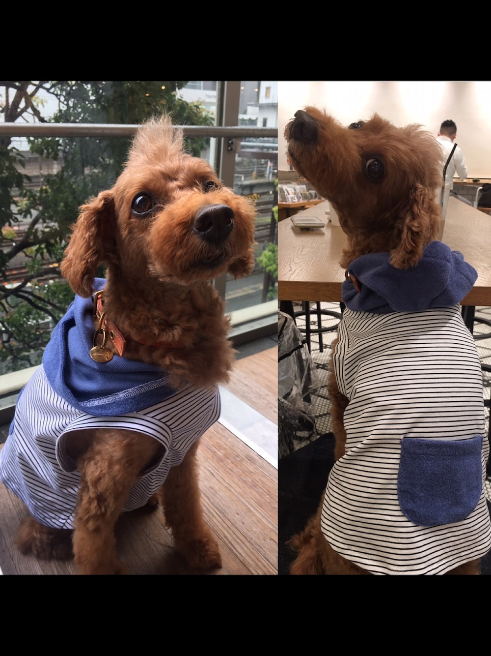 「dog、dogwear、toypoodle、トイプードル、フレンチブルドッグ、vivivi、JAM HOME MADE」｜「ViViViのアイテム（パーカー、ブルー系）」を使った、Richard(リチャード・犬)さん（メンズ・50cm）の夏コーディネートの1枚目の写真