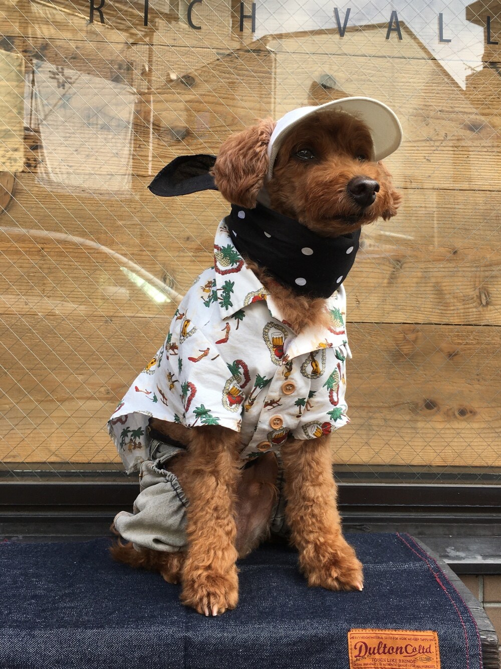 「トイプードル、dogwear、アロハシャツ、原宿、summer、i_m_gallery、mandarine_family」｜「MANDARINE BROTHERSのアイテム（Tシャツ/カットソー、ホワイト系）」を使った、Richard(リチャード・犬)さん（メンズ・50cm）の夏コーディネートの1枚目の写真
