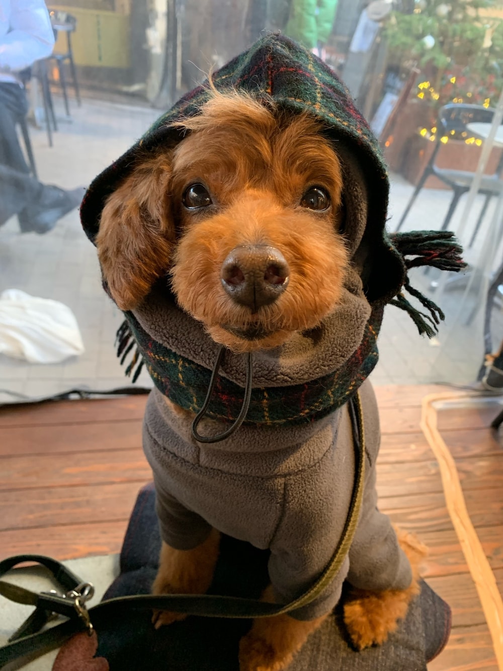 「トイプードル、犬服、ストール、フリース、寒がり」｜「MANDARINE BROTHERSのアイテム（オールインワン・サロペット、グレー系）」を使った、Richard(リチャード・犬)さん（メンズ・50cm）の冬コーディネートの1枚目の写真