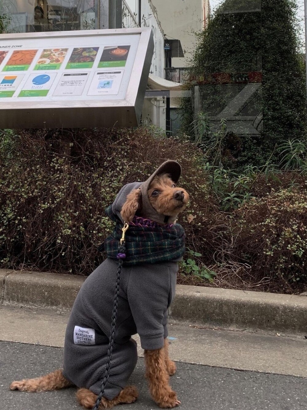 「着回しコーデ、犬、フリース、トイプードル、モヒカン」｜「MANDARINE BROTHERSのアイテム（オールインワン・サロペット、グレー系）」を使った、Richard(リチャード・犬)さん（メンズ・50cm）の冬コーディネートの1枚目の写真