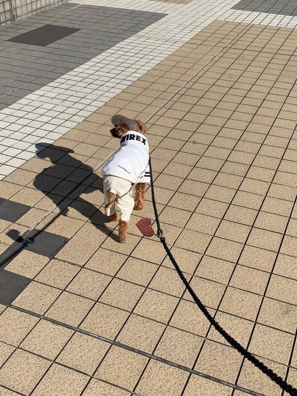 「トイプードル、犬服、AVIREX、パーカー、オールホワイト、白コーデ」｜「AVIREXのアイテム（パーカー、ホワイト系）」を使った、Richard(リチャード・犬)さん（メンズ・50cm）の冬コーディネートの1枚目の写真