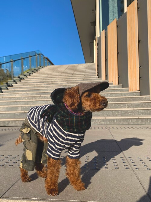 Richard(リチャード・犬)さんのコーディネート