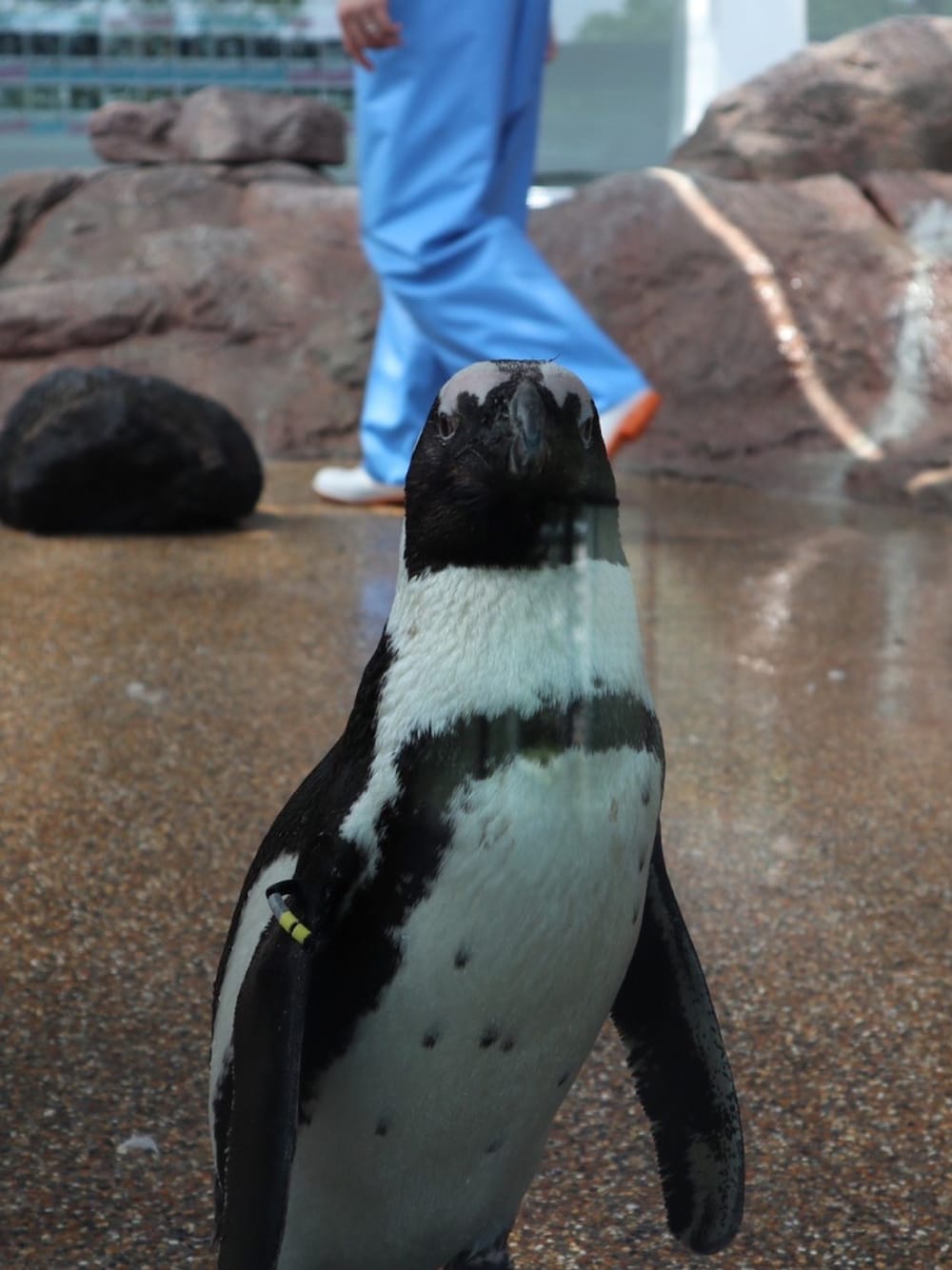 「ブラックコーデ、ホワイト、モード、水族館」｜「Penguinのアイテム（つなぎ/オールインワン、ブラック系）」を使った、回路連さん（メンズ・60cm）の夏コーディネートの1枚目の写真