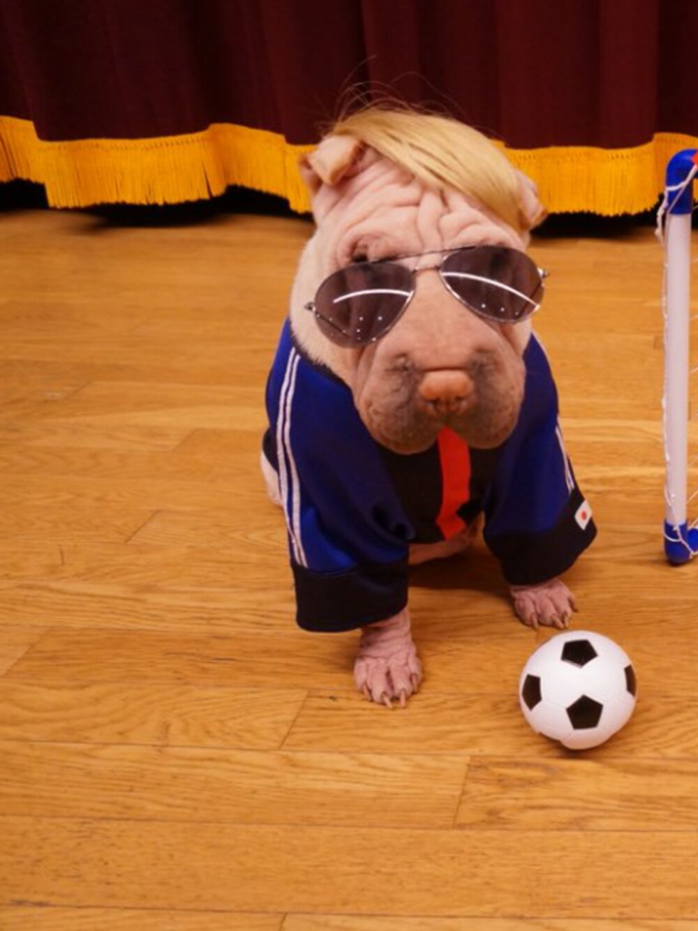 「犬、スポーツミックス、サングラス、冬コーデ」｜「ユニフォームのアイテム（トップス、ブルー系）」を使った、シンゴさん（メンズ・163cm）の秋コーディネートの1枚目の写真