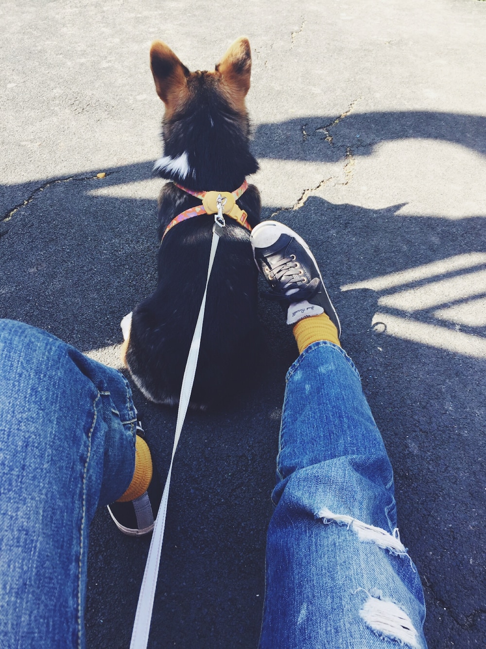 「犬、散歩」｜「CONVERSEのアイテム（スニーカー、ブラック系）」を使った、框框さん（レディース・162cm）の春コーディネートの1枚目の写真