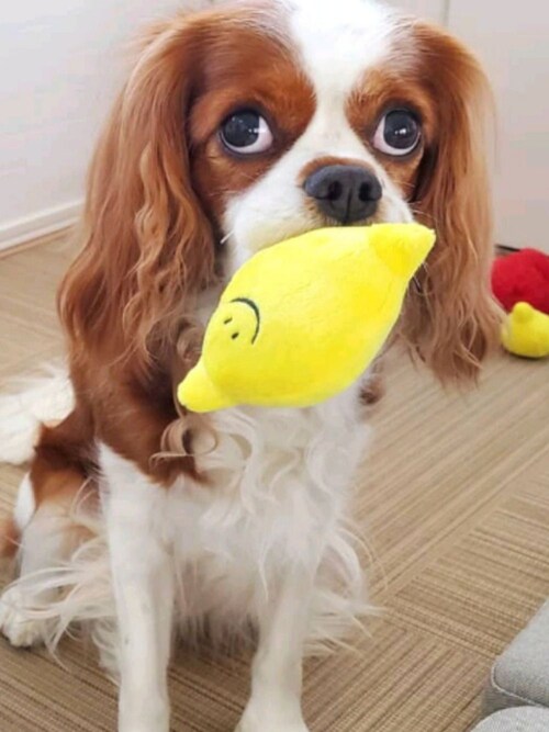 ちくわ ペット用おもちゃを使ったコーディネート Wear