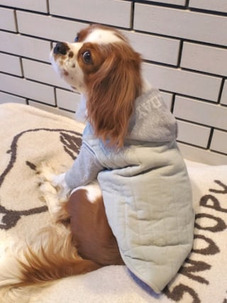 Gelato Pique ジェラートピケ の Peanuts ジャガードブランケット ブランケット Wear