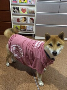 きいやま商店 | Tシャツ/カットソー