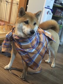 UNIQLO | シャツ/ブラウス