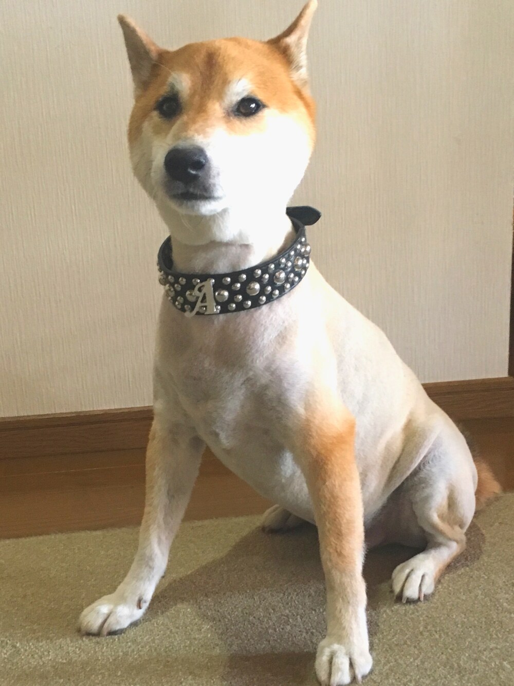 「犬、柴犬」｜「FLYING TIGERSのアイテム（チョーカー、ブラック系）」を使った、co☆taroさん（メンズ・70cm）の夏コーディネートの1枚目の写真