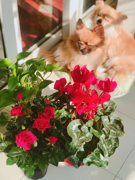 芸朵快跑さんのコーディネート