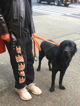 ライダースジャケットを使った 犬の散歩 のメンズ人気ファッションコーディネート Wear