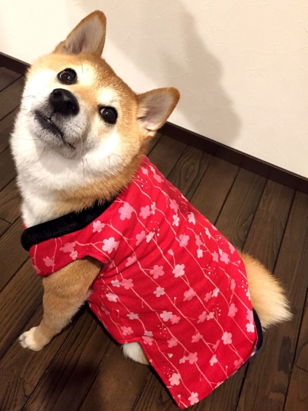 「柴犬、ちゃんちゃんこ、和柄、赤、家の中、あったかコーデ、犬、わんこ、あたたかい、わんぱく」｜「イオンペットのアイテム（その他アウター、レッド系）」を使った、yuki@japanさん（レディース・154cm）の冬コーディネートの1枚目の写真