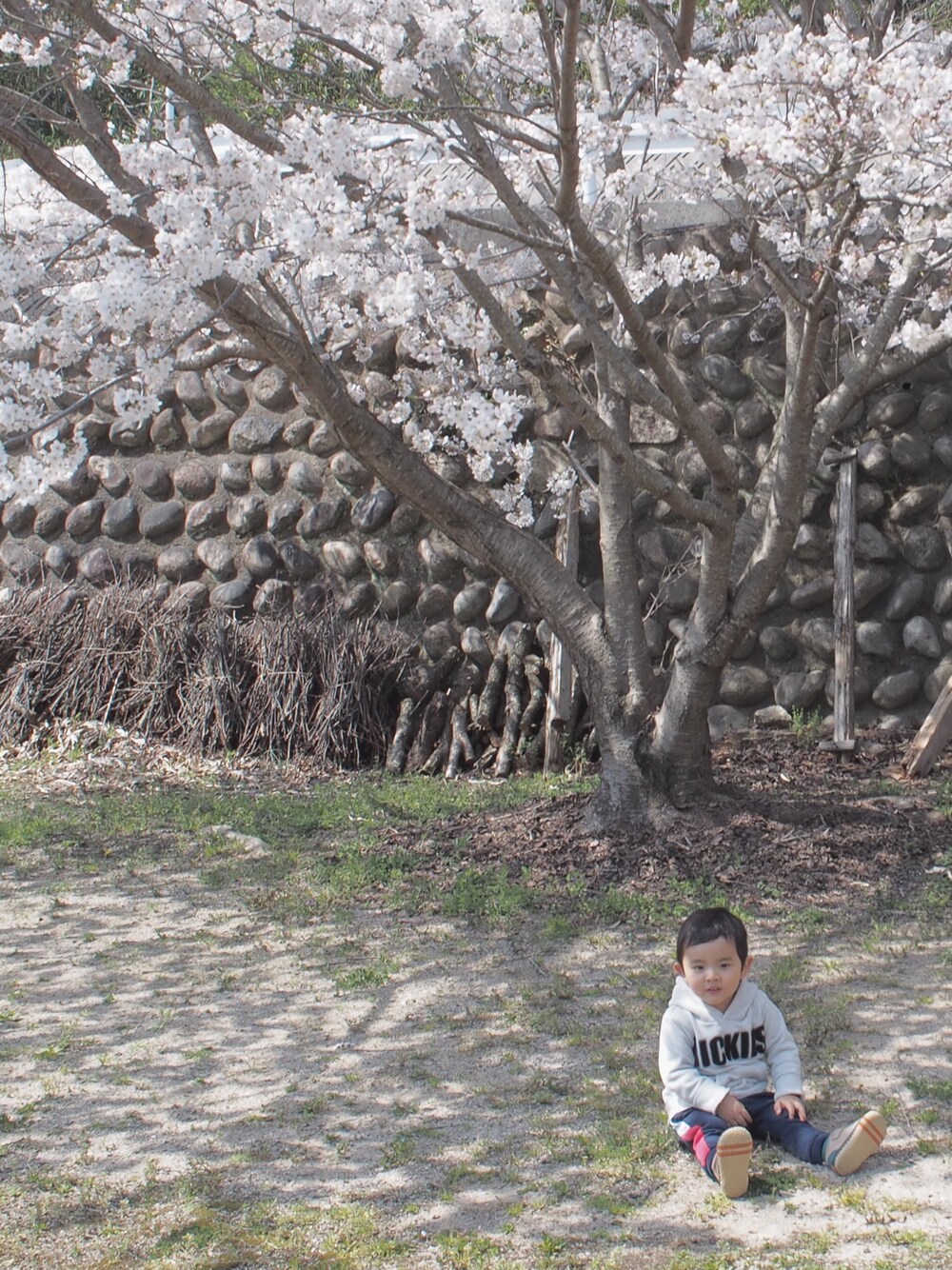 「kids、キッズコーデ、おとこのこ、2歳、90cm、桜、パーカー、コンバース、スポーツミックス」｜「H&Mのアイテム（パンツ、ブルー系）」を使った、SEI-KOTOさん（キッズ・90cm）の春コーディネートの1枚目の写真