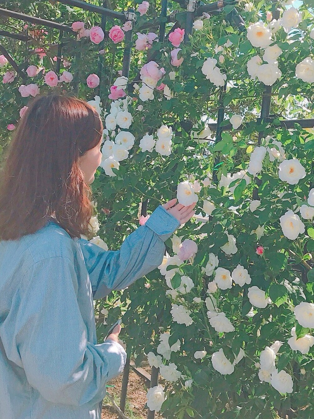 「バラ園、お花、おしゃれさんと繋がりたい、ビッグシルエット」｜「POLO RALPH LAURENのアイテム（シャツ/ブラウス、ブルー系）」を使った、maaaaさん（レディース・165cm）の春コーディネートの1枚目の写真