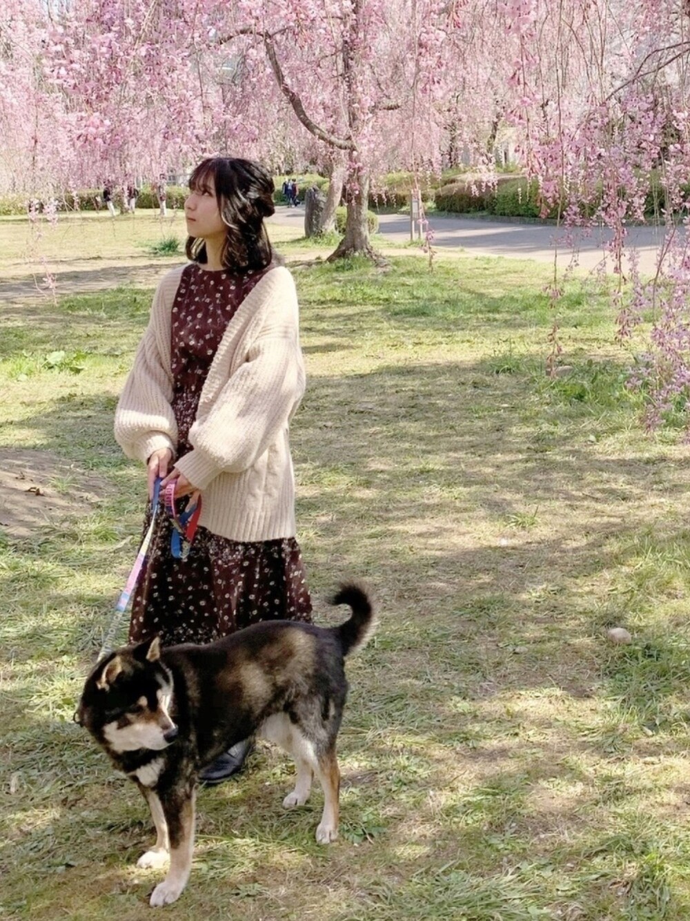 「spring、girl、cherryblossoms、ロングワンピース」｜「MAJESTIC LEGONのカシュクールカーディガン（カーディガン/ボレロ、ホワイト系）」を使った、やさい🥑さん（レディース・155cm）の春コーディネートの1枚目の写真